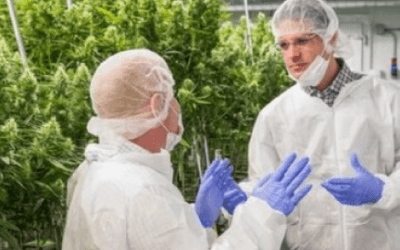 Benefícios da cannabis medicinal
