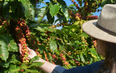 Como a conexão Brasil-Canadá avança em um dos principais polos do agronegócio