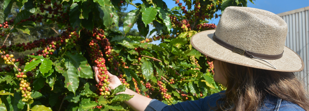 Como a conexão Brasil-Canadá avança em um dos principais polos do agronegócio