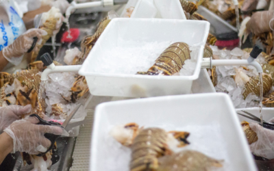 Ceará e Nova Scotia se unem para a construção de corredor bilionário para o setor da pesca