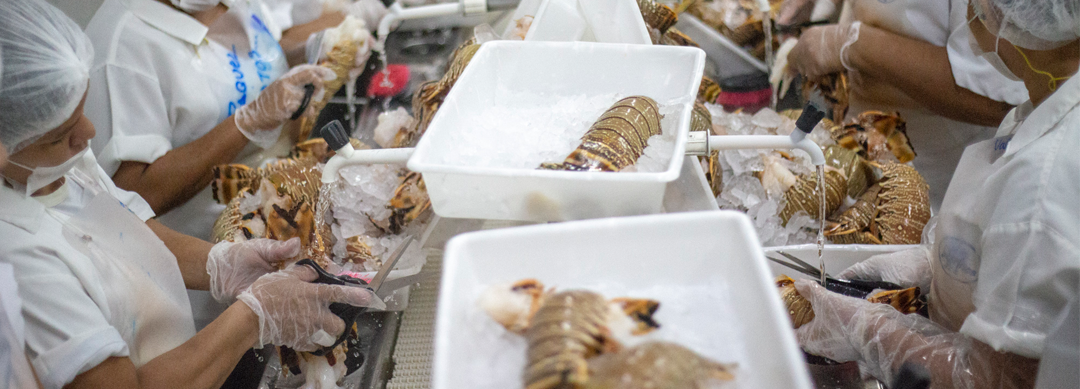 Ceará e Nova Scotia se unem para a construção de corredor bilionário para o setor da pesca